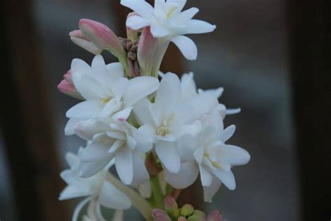 Grow & Care Guide for Azucena Flowers (Tuberoses).